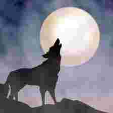 Wolf O Clock GameSlotOnline - Menguak Mukjizat Slot Online" Wolf OClock": Bimbingan Lengkap. Dalam bumi game slot online yang lalu
